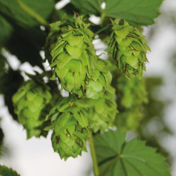 Relax Relax is a hop variety originally bred not for beer, but for tea.