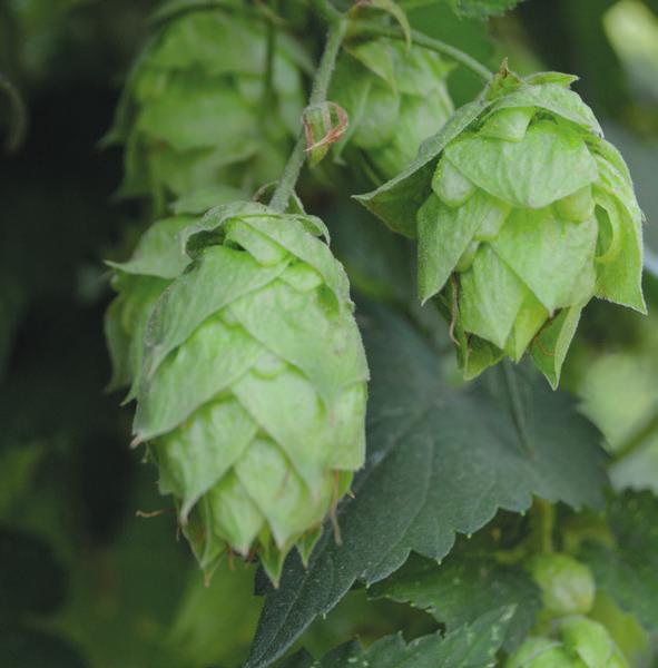 Ekuanot USA America Like the two very successful varieties Citra and Mosaic, Ekuanot (HBC ) was also bred by the Hop Breeding Company.