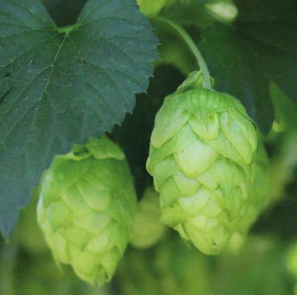 America Mosaic Mosaic is an aroma hop variety developed by Hop Breeding Company, LLC and released in 0. Mosaic is the daughter of the Simcoe (YCR brand) variety and a Nugget-derived male.