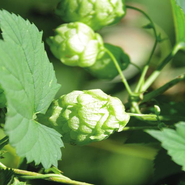 Ariana This cross, from the wellknown Herkules variety and a wild male variety, was named 00//0 during the testing period at the Hop Research Center in Hüll.