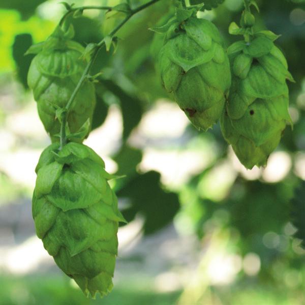 Callista Callista is a daughter of the well-known variety Hallertau Tradition and carries very beautiful big hop cones.