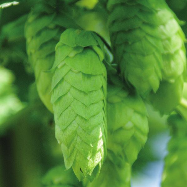 Comet The hop cultivar Comet was bred as a high alpha variety for the states of Washington and Idaho. Today, this hop is grown only in a small area in. It has unusually large cones.
