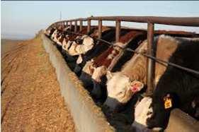 za In addition, large numbers of livestock are finished in feedlots before being slaughtered Main