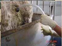 Feed & water intake, digestibility and