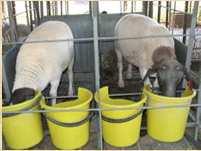 mechanism whereby wet faeces are produced when sheep is fed diets