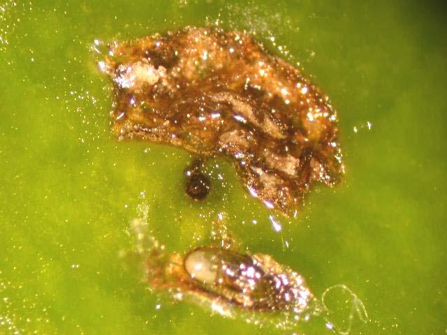 miniscule mango seed weevil larvae (invisible to the naked eye) that penetrated