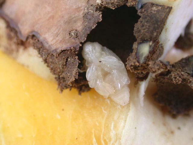 11. Mango seed weevil pupae with
