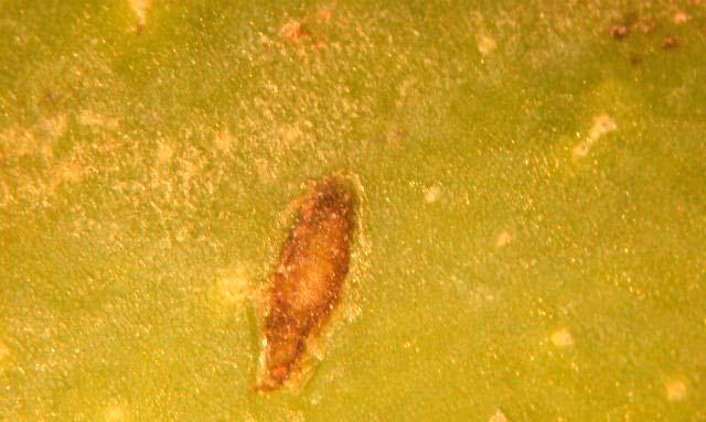 Fig. 44. Prominent mango seed weevil oviposition sites on the surface of a green mango fruit.