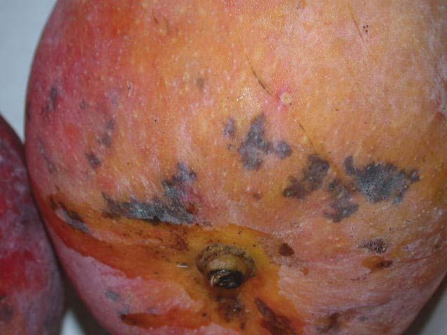 The marketability of a mango fruit, showing prominent lenticels as these on the fruit skin, is significantly reduced.