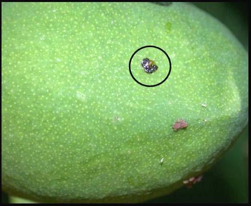 Fig. 9. An aphid colony colonizing a young vegetative shoot during the early part of the mango growing season. Fig. 10.
