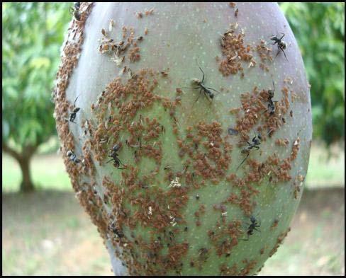 During the latter part of the season (December - February), when aphid infestations on mature fruit are more severe and the excretion of honeydew, the presence of ants and the occurrence of black
