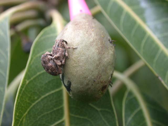 Fig. 14. Fruit fly infested mango fruit, where larval feeding leads to fruit decay.