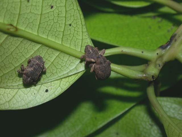 was more pronounced, with more weevils seen among the mango flushes (Fig.