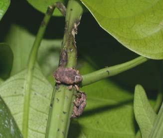 By the beginning of October many adult weevils were found to be active.