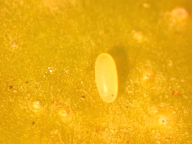 Fig. 9. Close-up of mango seed weevil eggs that were laid by adult females at the end of the mango growing season (February to March, 2006).