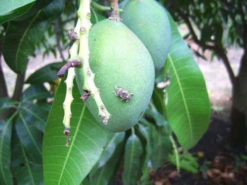 Fig. 16. Adult mango seed weevils mating (left), and moving about on a mango fruit (right), during the day. 2.4.