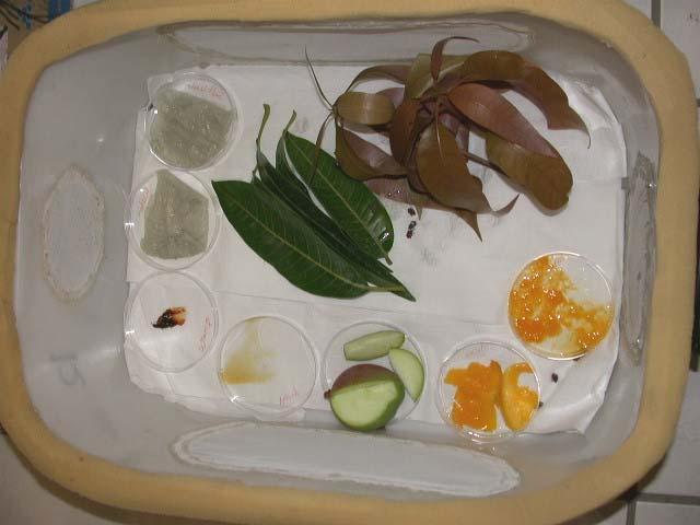 Fig. 2. A breeding box containing various potential food sources to investigate the probability of using these substances in the field as mango seed weevil lure.