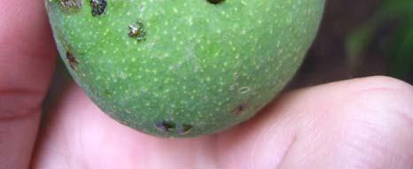 Mango seed weevil feeding damage and oviposition sites on