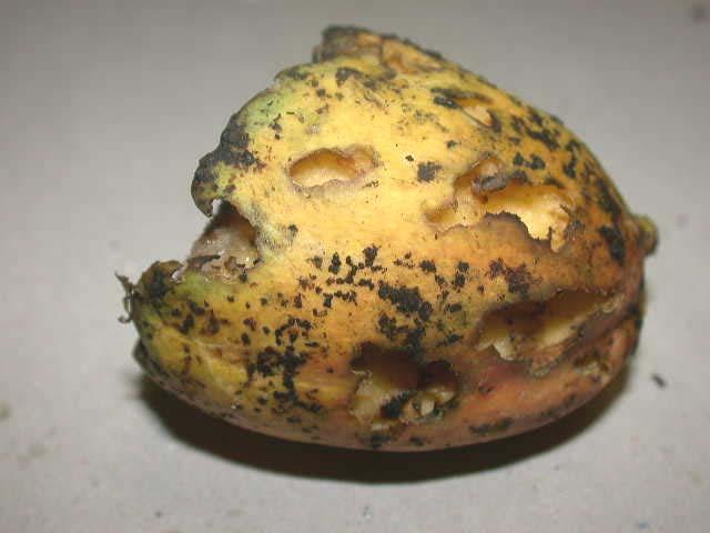 on all parts of the fruit surface and not only on cut surfaces exposing the mango pulp (Fig. 10).