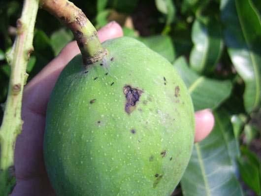 Fig. 13. Adult mango seed weevil damage observed on an immature mango fruit (cv. Kent ), 08 November 2007. Adult seed weevils appeared not to have any preferences towards any of the cultivars tested.