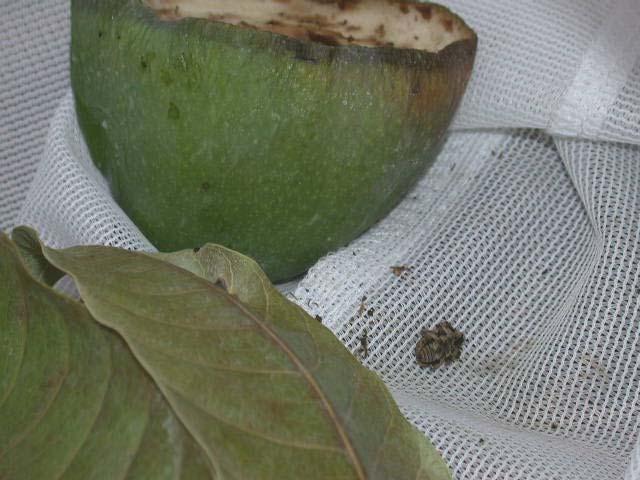 study was undertaken by Westfalia Technological Services (WTS) in the 2004 / 2005 mango season on the farm Grovedale (latitude 24 o 24 S, longitude 30 o 51 E) in the Hoedspruit magisterial district