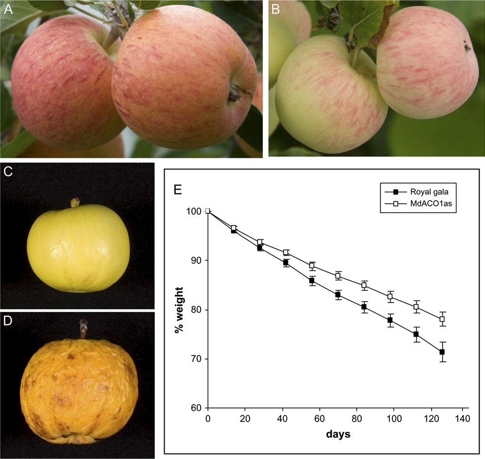 Ethylene sensitivity nd pple ripening 2693 Fig. 2. Apples with MdACC oxidse (MdACOs) knoked out nd untrnsformed Royl Gl. Royl Gl pples on tree t hrvest (A). MdACOs fruit t hrvest (B).