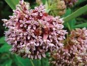 Perennials Provide for Birds, Butterflies, Bees & Other Wildlife Flowering Plant Suggestions For Southern New England The amazing Monarch butterfl y depends on its ability to fi nd milkweed plants