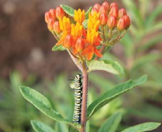 It will do well in a range of types from sandy to loamy and dry to wet. Bees, butterflies, and hummingbirds use the plant for nectar.