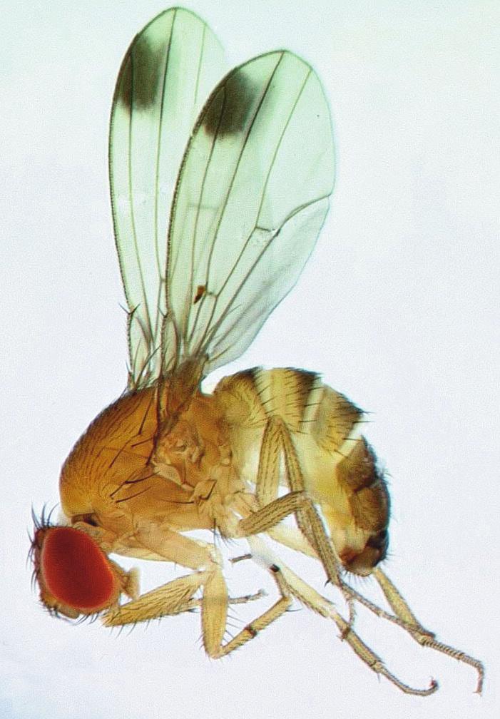 Figure 1. Male D. suzukii fly (2 3 mm).