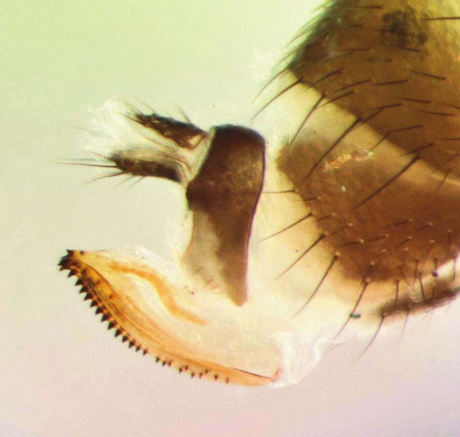 Figure 2. Female D. suzukii fly (2 3 mm).