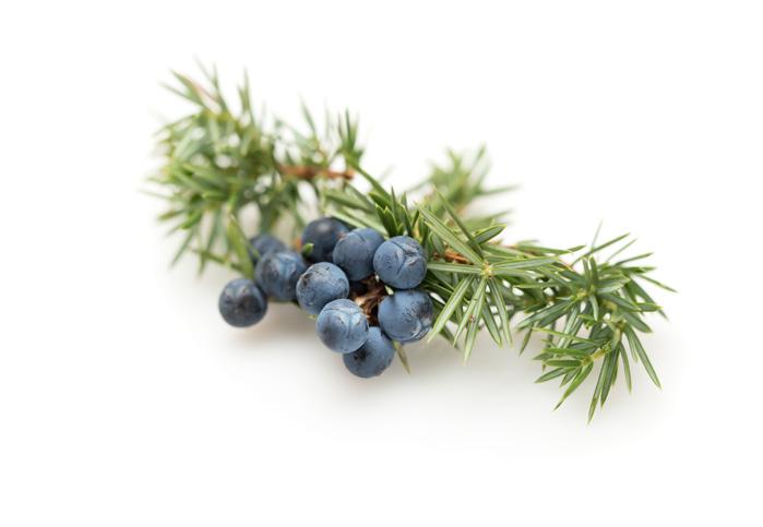 wintergreen and juniper for wellness and their healthful properties.