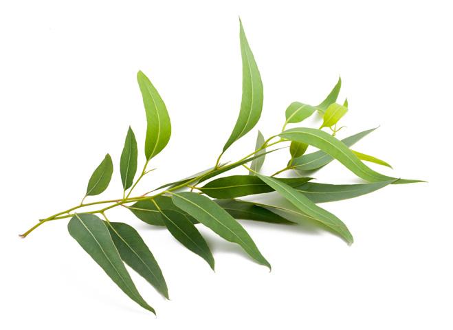 Aborigines used the eucalyptus leaf for its healthful properties.
