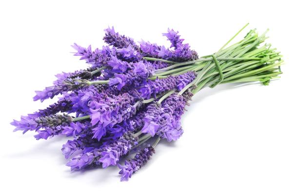 EPOCH LAVENDER ESSENTIAL OIL ETHNOBOTANICAL STORY: Lavandula angustifolia Many cultures used lavender as a relaxing form of aromatherapy.
