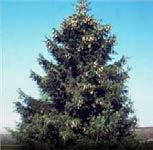 Picea orientalis Oriental Spruce Graceful and attractive habit "Atrovirens" Native