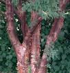 Acer ginnala Amur Maple Patio or screen tree; very hardy Springly "Flame", "Ruby