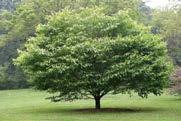 Carpinus betulus European Hornbeam Fine landscape tree; excellent screening tree