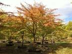 American Hornbeam Best in naturalized situation; orange-red Fall color