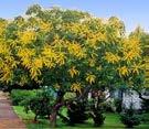Koelreuteria paniculata Goldenraintree Perfect yellow flowers "Fastigiata"; "September"