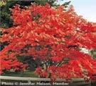 Oxydendrum arboreum Sourwood Flowers are white perfect urn shaped leaves change to purple, red and yellow in Fall