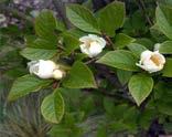 in jams and jellies; Prunus yedoensis Yoshino