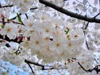 Syringa reticulata Tree Lilac White May flowers