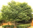 Climate change resistant, well adapted Aesculus hippocastanum Horsechestnut White May flowers "Baumanni" ALB Host