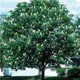 ALB Host; Plant single stem only Celtis occidentalis Hackberry Ornamental bark "Magnifica" ALB Host Hardy