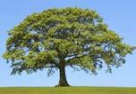 Quercus acutissima Sawtooth Oak Wide spreading; clean foliaged Native