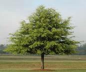 Quercus Muehlenbergii Chinkapin Oak Also called Yellow Chestnut Oak: Quite attactive,