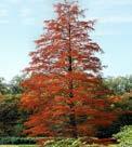 Quercus velutina Black Oak ; Not important in commerce; great bird food tree