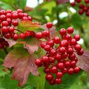 areas Edible berries Viburnum
