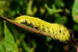 saddleback caterpillar moth (Prunus spp.