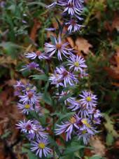 Symphyotrichum laeve Smooth aster Full to
