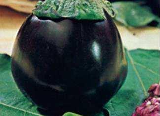 nightshades) and genus Solanum. It bears a fruit of the same name, commonly used in cooking. As a nightshade, it is closely related to the tomato and potato.